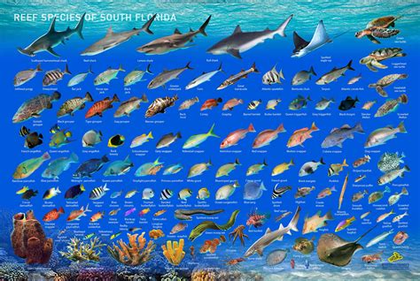 Florida Reef Fish Identification With Names & Photos.